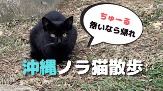 沖縄の野良ネコを観察してきた！#vlog #猫 #散歩