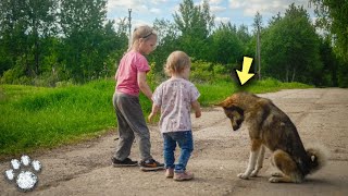 The Children Fed a Stray Dog for Six Months  This is How He Thanked Them!