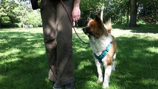 Beispiele für Locken im Hundetraining