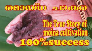 How to Cultivate MOINA in Large Scale / How to keep Moina from getting lost