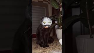 Funny Cat Moments 😂😂 episode 114 #funnycats #cats #pets #funnycatmoments #shorts