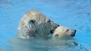 ホッキョクグマ ララとアイラの楽しい日々~Polar Bear's Happy Memories