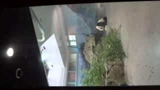 Giant pandas,Smithsonian National Zoo,Washington DC