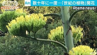 リュウゼツラン・・・約50年経て初の開花　千葉・四街道(18/07/22)