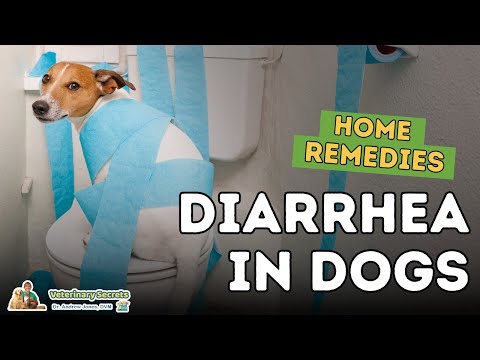 Diarrhea in Dogs: How To Quickly Treat At Home Diarrhea in Dogs: How To Quickly Treat At Home