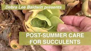 Post-Summer Care for Succulents