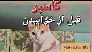 می دونید گربه ها قبل از خوابیدن چکار می کنن؟ همیشه و همیشه .... #گربه_خانگی #cat #گربه