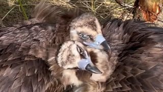 Can vultures fall in love? Meet Bernard and Twinkle