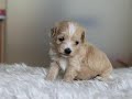 プーマル（ミックス犬）・オス4 15②｜子犬販売padog・兵庫県ブリーダー