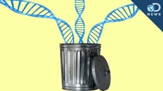 98% of Your DNA is Junk