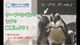 [2/3] ケープペンギンのヒナを観察しよう！