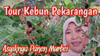 Tour Kebun Pekarangan Rumah, Tanaman Subur subur, Asyiknya Panen Buah Murbei, Daun Katuk