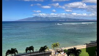 Live Maui Web Cam. Turtles and Whales, Whales and Turtles……………Turtles and Whales