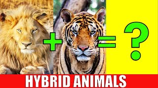 HYBRID ANIMALS | Animals That Actually Exist