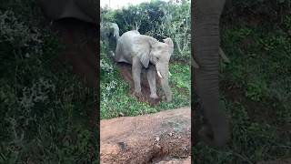 Why do elephants slip when going downhill? Is it because of being naughty? #shorts #nature #wildlife