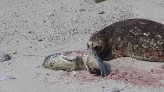 Seal giving birth