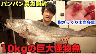 大事故！！10kgの巨大怪物魚さばいたらハプニングの連続だった件・・・