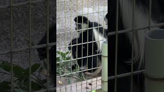 アビシニアコロブス 赤ちゃん 可愛いベイビー 上野動物園