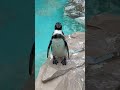 shorts フンボルトペンギンさん♪ 千葉市動物公園にて　2023年3月12日