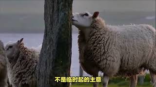 从出埃及记看逾越节的羔羊2Looking at the Passover Lambs from the Book of Exodus2