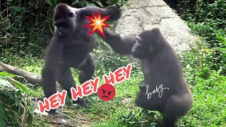 |Tayari grabs food from Iriki, Iriki is a little angry.|D'jeeco Family|Gorilla|Taipei zoo