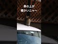 いつも一番暖かい所で日向ぼっこ