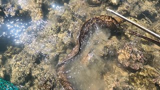 淺灘趕海碰上生猛大貨，阿彬狂追幾十米遠，太值錢了不抓到不撒手