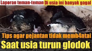 Tips agar pejantan tidak memb4ntai anakan❗saat turun glodok❗butuh pemahaman lebih di loloh induk❗