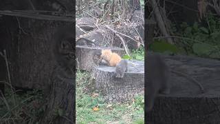 These adorable kittens were hanging out in our backyard! 🥹 #shorts #cute #cat #catshorts