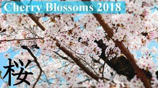 2018 Kyoto first Cherry blossoms (sakura)京都八幡淀川公園背割堤で花見とドローン撮影4K Ultra HD