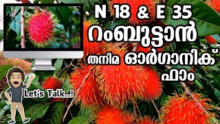 N18 \u0026 E35 Rambutan Fruit | Thanima Organic Farm