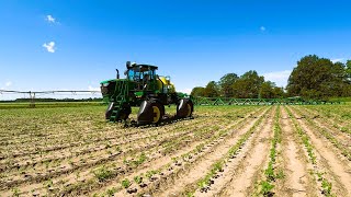 Spraying cotton