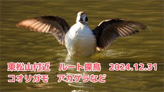 2024年12月31日　 東松山付近　ルート探鳥　コオリガモ　アカゲラ　など