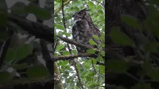 Sound up! 😄 great horned owl hooting 💚 #owls #wildlife #birds #raptors #wildvancouver #hooting