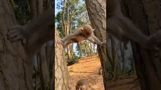 Funny monkey baby 😁😍🥰😁 #shorts #short #shortvideo #shortsvideo #monkey