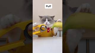 Should Puff start selling them? #catsoftiktok #ThatLittlePuff #puffknowsbetter