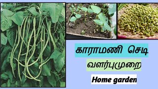 காராமணி செடி வளர்ப்பு முறை | cowpea plant | வீட்டு தோட்டம் | SM World #organic #homegarden #cowpea