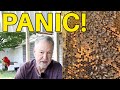 Beekeeping | Knowing When To 😫  PANIC and Replace Your Queen