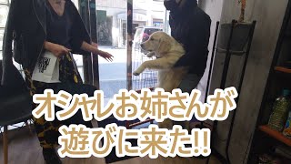 オシャレな美人お姉さんが遊びに来た！ゴールデンレトリバーの子犬ティト。