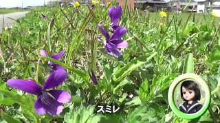 30秒の心象風景24530・紫の花～スミレ～