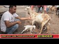 बरबरी बीटल तोतापरी सिरोही सोजत बकरी उपलब्ध। sirohi barbri totapari beetal sojat goat available