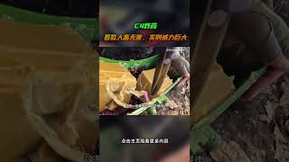 c4炸药，看似人畜无害，实则威力巨大#综艺 #解说 #解說