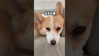 負けた😂  #コーギー #corgi #犬