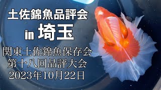 2023.10.22土佐錦魚品評会in埼玉