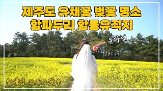 제주도 애월 항파두리 항몽유적지 웨딩 포토존 유채꽃과 벚꽃 명소 레이싱모델 유다연 - 크크바나나