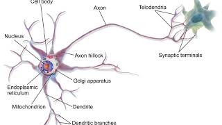 Neuron | Wikipedia audio article
