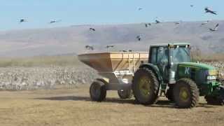 אגמון החולה-האכלת עגורים -HULA LAKE-   21.12.13