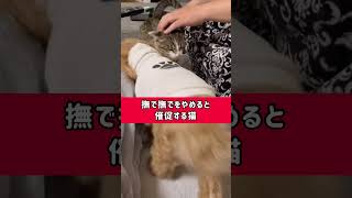 【撫でるのをやめると催促する猫】と【それが嬉しくてずっと撫でるクリームパン】　#shorts #cat #猫 #子猫 #保護猫 #犬#トイプードル