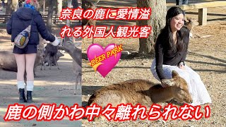 奈良の鹿に愛情溢れる外国人観光客🫎 鹿の側かわ中々離れない💖NARA PARK | nara tour | nara trip | todaiji temple nara deer park🦌