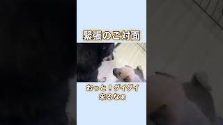 子犬にビビり過ぎる🤣先住保護犬❤️#保護犬 #子犬 #shorts